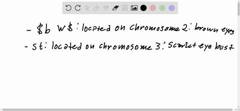 in-drosopbila-the-genes-b-w-and-s-t-are-located-on-chromosomes-2-and-3-respectively-flies-homozygous