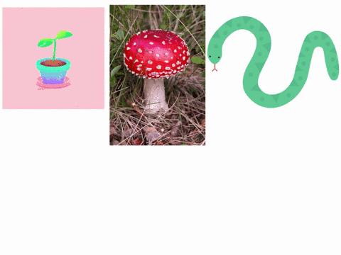 imagine-that-you-discover-a-new-organism-in-a-lake-how-would-you-decide-whether-it-is-an-animal-what