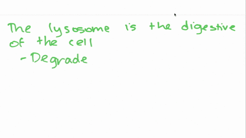 what-is-the-function-of-lysosomes-a-atp-production-b-protein-packaging-and-processing-c-housing-the-