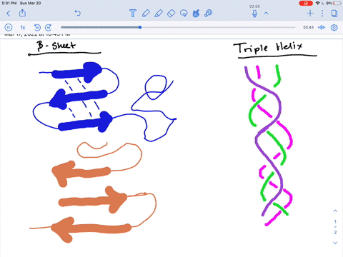 how-is-the-structure-of-a-beta-pleated-sheet-different-from-that-of-a-triple-helix-2