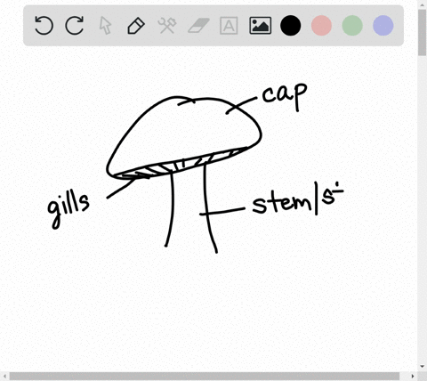 you-are-taking-a-hike-down-a-forest-trail-and-see-the-familiar-sight-of-a-mushroom-on-the-ground-thi
