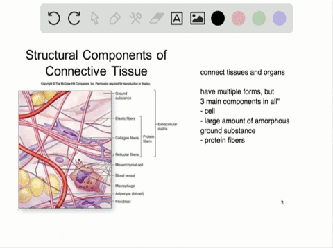 connective-tissue-is-made-of-which-three-essential-components-a-cells-ground-substance-and-carbohydr