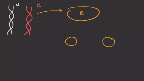 a-scientist-inserts-a-radioactively-labeled-dna-molecule-into-a-bacterium-the-bacterium-replicates-t