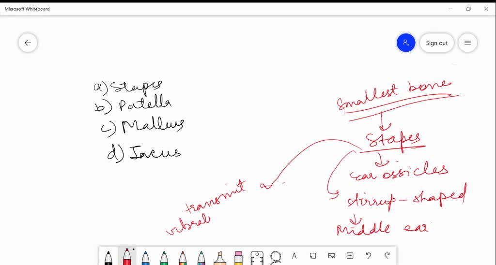 SOLVEDSmallest bone in human system is (a) stapes (b) patella (c) malleus (d) incus.