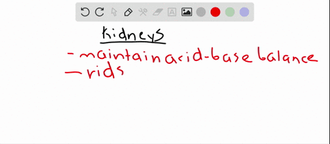 which-of-these-kidney-functions-is-mismatched-a-excretes-metabolic-wastes-rids-the-body-of-urea-b--2