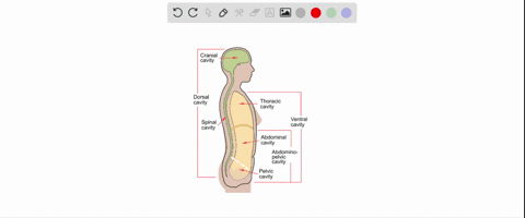 the-heart-and-lungs-are-in-the-_______-cavity-a-thoracic-b-pelvic-c-cranial-d-abdominal