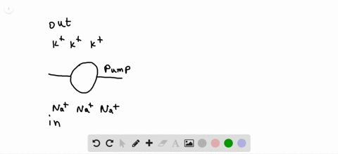 how-does-the-sodium-potassium-pump-make-the-interior-of-the-cell-negatively-charged-a-by-expelling-a