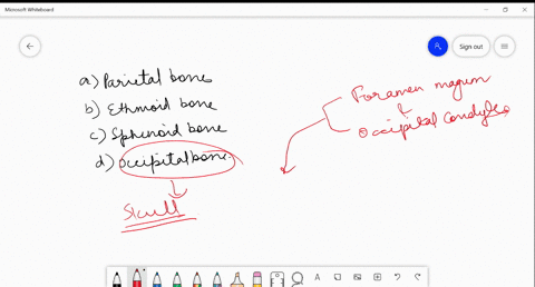 the-foramen-magnum-occipital-condyles-are-found-in-a-parietal-bone-b-ethmoid-bone-c-sphenoid-bone-d-