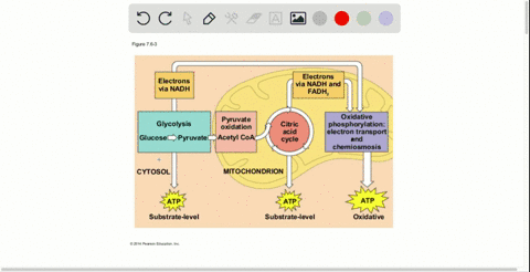 which-of-the-following-organelles-produces-large-quantities-of-atp-when-both-glucose-and-oxygen-are-