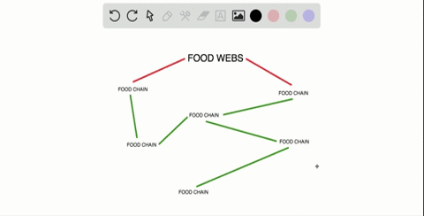 describe-why-food-webs-usually-are-better-models-for-explaining-energy-flow-than-food-chains