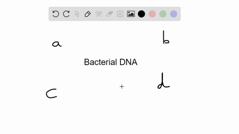 a-_____-is-a-small-circle-of-bacterial-dna-that-is-separate-from-the-bacterial-chromosome-a-plasmid-