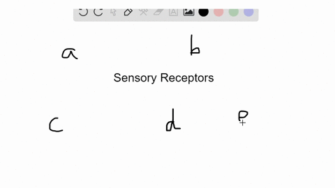 identify-the-type-of-sensory-receptor-that-matches-the-description-some-answers-may-be-used-more-t-5