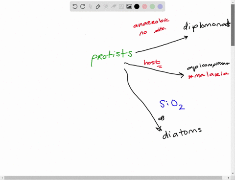 match-each-term-with-its-most-suitable-description-_________diplomonad-_________apicomplexan-_______