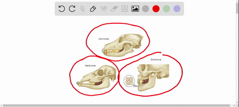 an-example-of-a-digestive-specialization-is-seen-in-the-long-intestines-characteristic-of-herbivores