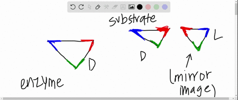 use-drawings-to-explain-how-an-enzyme-such-as-hexokinase-mentioned-in-the-text-can-distinguish-its-n