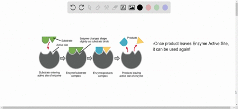 Solved:an Allosteric Inhibitor Does Which Of The Following? A. Binds To An  Enzyme Away From The Active Site And Changes The Conformation Of The Active  Site, Increasing Its Affinity For Substrate Binding Solved:an Allosteric Inhibitor Does Which Of The Following? A. Binds To An  Enzyme Away From The Active Site And Changes The Conformation Of The Active  Site, Increasing Its Affinity For Substrate Binding