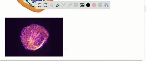 how-does-the-cytoskeleton-interact-with-other-structures-in-cukaryotic-cells