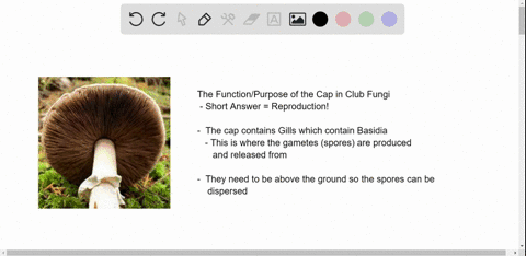 what-portion-of-the-fungal-body-is-represented-by-mushrooms-puffballs-and-similar-structures-why-are