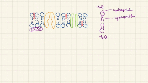 how-do-the-components-and-structure-of-cell-membranes-relate-to-the-functions-of-membranes-2