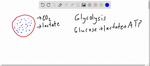 you-do-what-you-can-do-red-blood-cells-lack-mitochondria-these-cells-process-glucose-to-lactate-but-