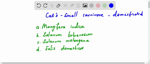 zoological-name-of-cat-is-a-mangifera-indica-b-solanum-tuberosum-c-solanum-melongena-d-felis-domesti
