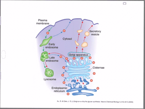 given-that-a-cells-structure-reflects-its-function-what-function-would-you-predict-for-a-cell-with-a