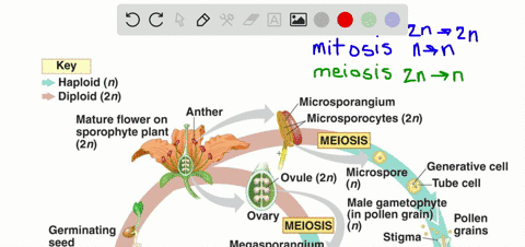 write-about-a-theme-organization-cells-are-the-basic-units-of-structure-and-function-in-all-organism