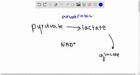 a-little-help-please-what-is-the-advantage-of-converting-pyruvate-into-lactate-in-skeletal-muscle