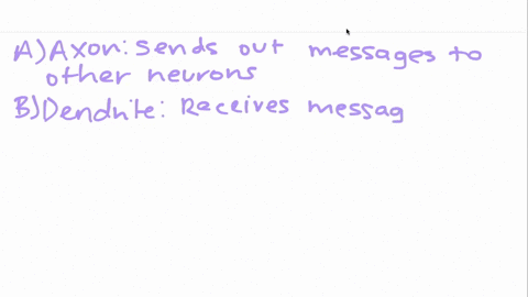 there-is-a-tiny-space-between-the-axon-of-a-sending-neuron-and-the-dendrite-of-a-receiving-neuron-th