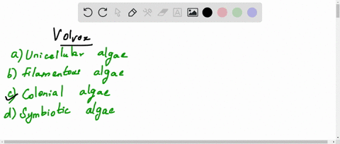 volvox-is-a-a-unicellular-algae-b-filamentous-algae-c-colonial-algae-d-symbiotic-algae