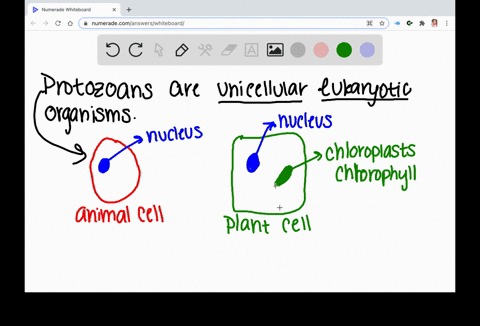 which-of-the-following-statements-regarding-protozoa-is-false-a-some-protozoa-lack-mitochondria-b-so