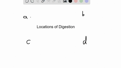 in-which-part-of-the-alimentary-canal-does-most-digestion-occur-a-stomach-b-proximal-small-intestine