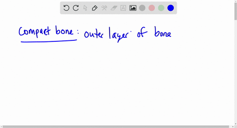 explain-the-difference-between-the-terms-in-each-set-spongy-bone-compact-bone