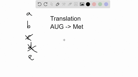 which-amino-acid-sequence-will-be-generated-during-translation-from-the-following-small-mrna-ccc-aug