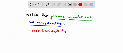 carbohydrates-of-the-plasma-membrane-a-are-bonded-to-a-protein-or-lipid-b-are-located-on-the-outer-s