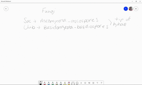 reproductive-structures-consisting-of-one-or-more-photosynthetic-cells-surrounded-by-fungal-hyphae-2
