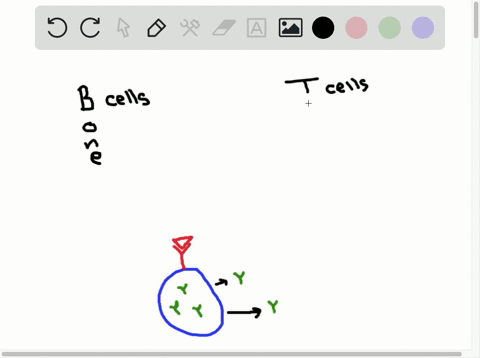 which-one-of-these-does-not-pertain-to-b-cells-a-have-passed-through-the-thymus-b-have-specific-rece