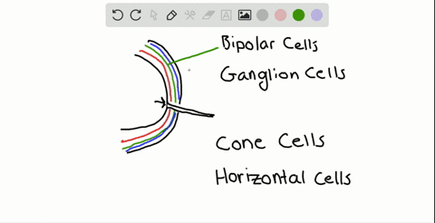 of-the-neurons-in-the-retina-the-axons-of-which-of-these-form-the-optic-nerve-a-bipolar-cells-b-gang