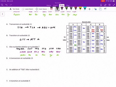 the-following-nucleotide-sequence-is-found-on-the-template-strand-of-dna-first-determine-the-amino-a