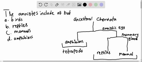 the-amniotes-include-all-but-the-a-birds-c-reptiles-b-mammals-d-amphibians