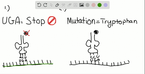 a-mutation-in-dna-generates-a-uga-stop-codon-in-the-middle-of-the-mrna-coding-for-a-particular-prote