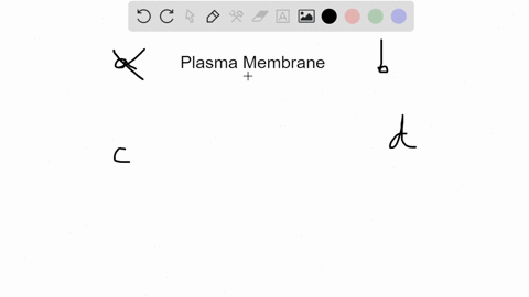which-of-the-following-components-is-not-typically-part-of-a-plasma-membrane-a-phospholipids-c-glyco