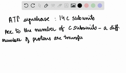 chloroplast-atp-synthase-contains-14-c-subunits-how-many-protons-must-be-translocated-to-the-thylako