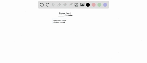 which-of-the-following-statements-about-the-notochord-is-f-alse-a-the-notochord-forms-from-mesoderm-