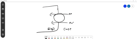 amino-acids-are-taken-up-by-animal-cells-using-a-symport-in-the-plasma-membrane-what-is-the-most-l-3