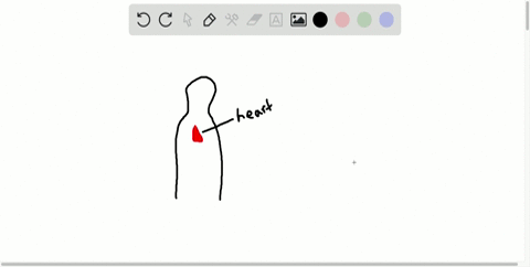 the-heart-is-within-the-___________-a-cranial-cavity-b-mediastinum-c-posterior-dorsal-cavity-d-all-o