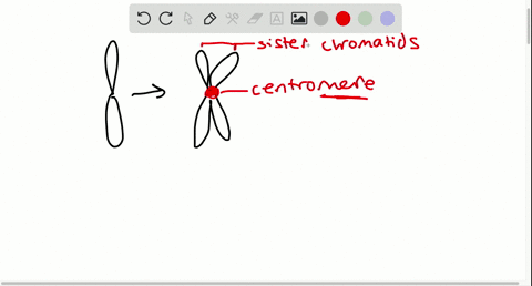 the-point-of-attachment-for-two-sister-chromatids-is-the-a-centriole-c-chromosome-b-centromere-d-kar