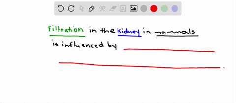 in-the-mammalian-kidney-filtration-is-mainly-driven-by-the-a-solute-concentration-in-the-tubular-fil