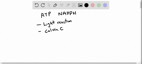 what-are-the-roles-of-atp-and-nadph-in-photosynthesis