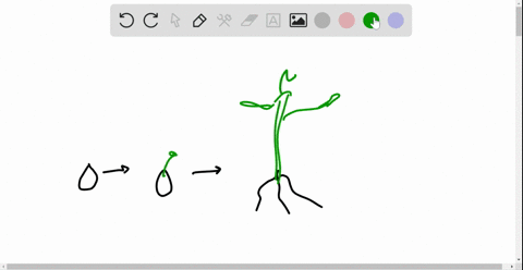 which-statement-best-characterizes-primary-growth-a-it-does-not-occur-in-roots-only-in-shoots-b-it-l